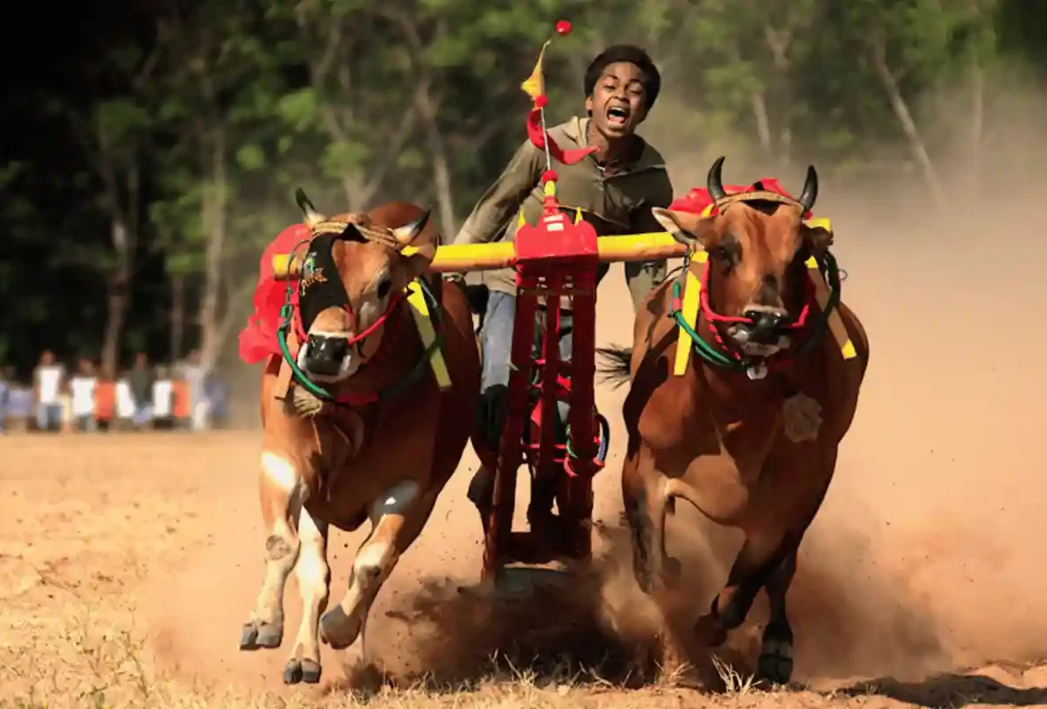 Karapan Sapi Tradisi Perlombaan Sapi Ikonik dari Madura
